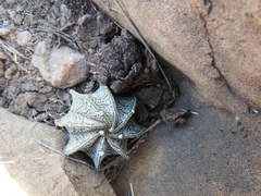 Astrophytum capricorne