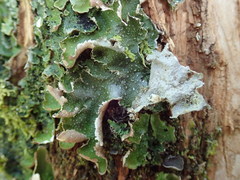Pseudocyphellaria episticta