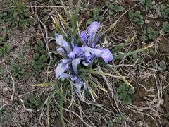Iris loczyi