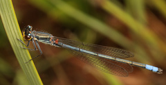 Pseudagrion citricola