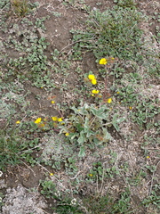 Potentilla tephroleuca