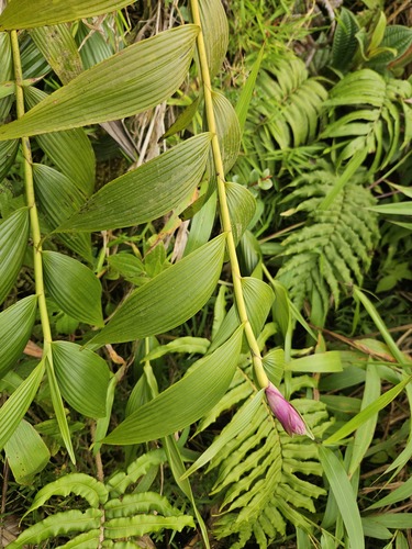 Elleanthus dussii Cogn. 3