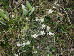Leontopodium ochroleucum