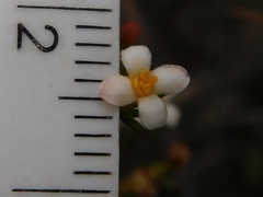 Lachnaea filicaulis