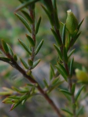 Lachnaea filicaulis