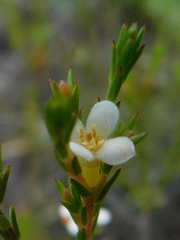 Lachnaea filicaulis