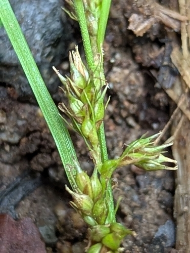 Carex polystachya, 2025-11-07