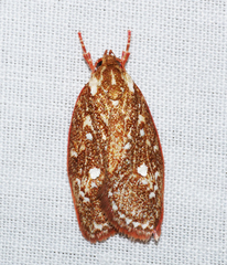 Euchaetis metallota