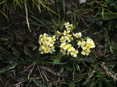 Chorispora macropoda