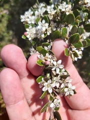 Nematolepis ovatifolia