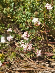 Pimelea alpina