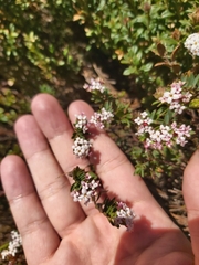 Pimelea alpina