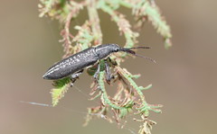 Rhinotia brunnea
