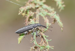 Rhinotia brunnea