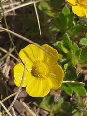 Ranunculus graniticola