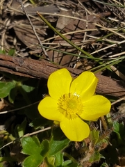 Ranunculus graniticola