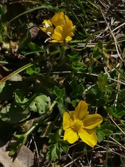 Ranunculus graniticola