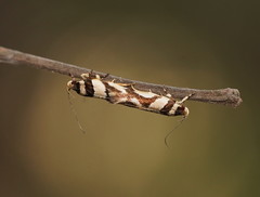 Macrobathra desmotoma