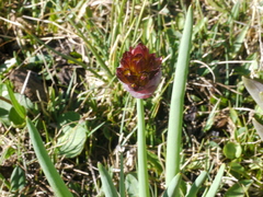Allium atrosanguineum