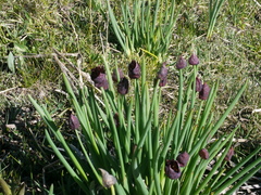 Allium atrosanguineum