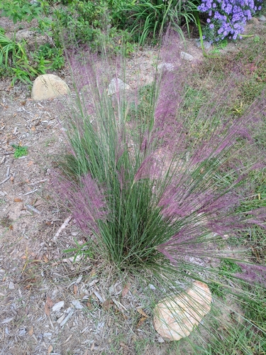 Muhlenbergia capillaris, photograph 1
