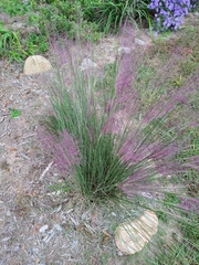 Muhlenbergia capillaris
