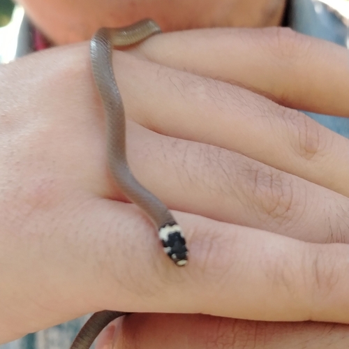 Bocourt's Black-headed Snake