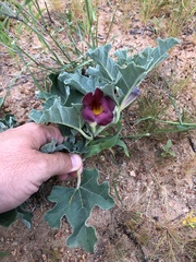 Harpagophytum zeyheri