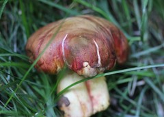 Chalciporus rubinus