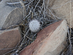 Mammillaria pottsii