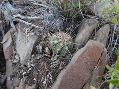 Thelocactus bicolor bicolor