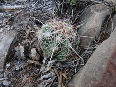 Thelocactus bicolor bicolor