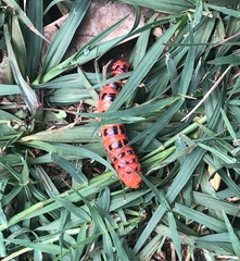 Cactoblastis cactorum