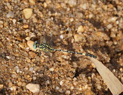 Austrogomphus cornutus