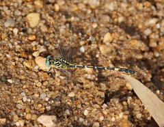 Austrogomphus cornutus