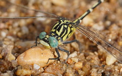 Austrogomphus cornutus