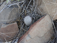 Mammillaria pottsii