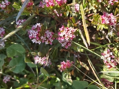 Pimelea alpina