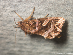 Callopistria exotica