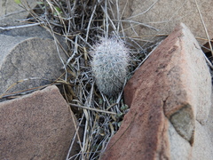 Mammillaria pottsii