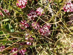 Pimelea alpina