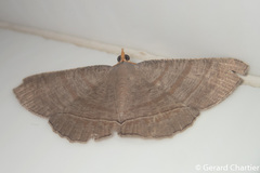 Bulonga schistacearia