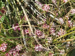 Pimelea alpina