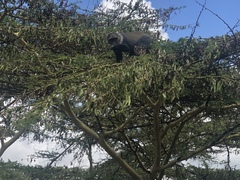 Cercopithecus mitis kolbi