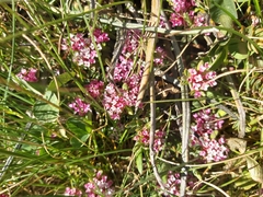 Pimelea alpina