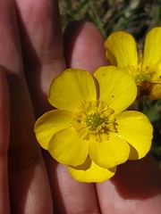 Ranunculus graniticola