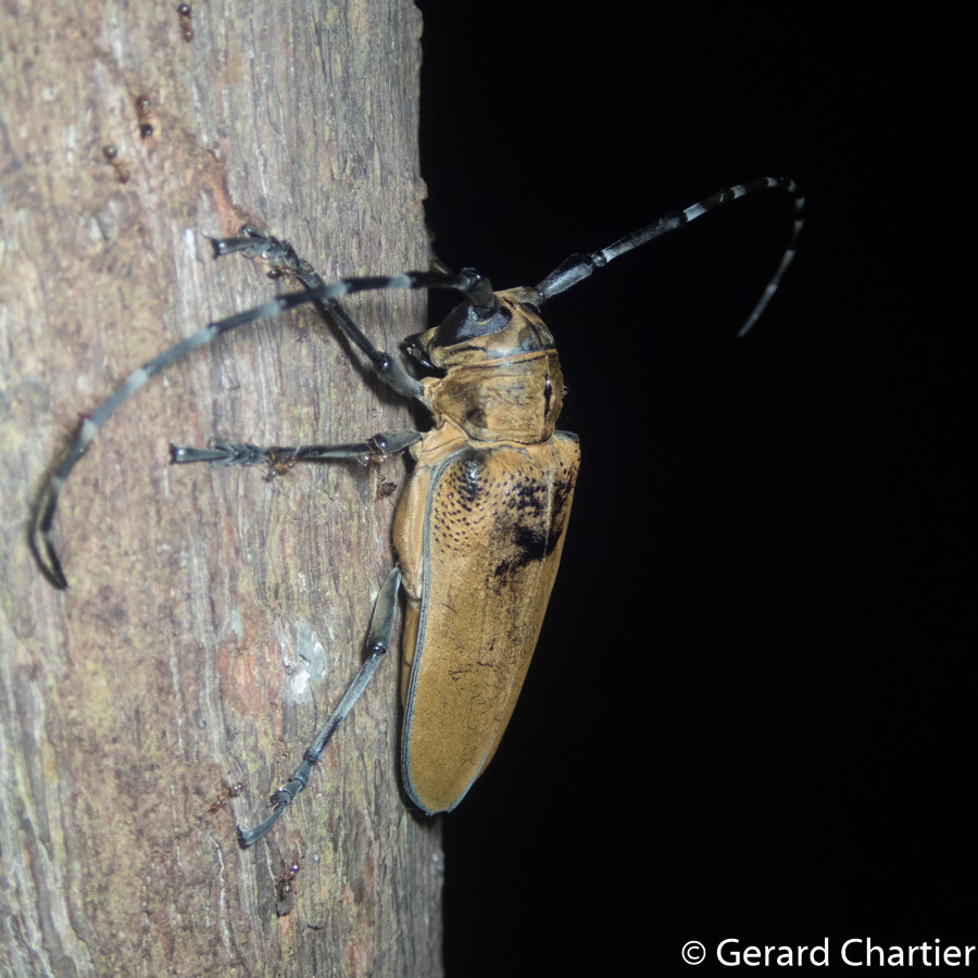 Observation of Apriona germari parvigranula - Gee Nature