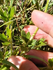 Ranunculus graniticola