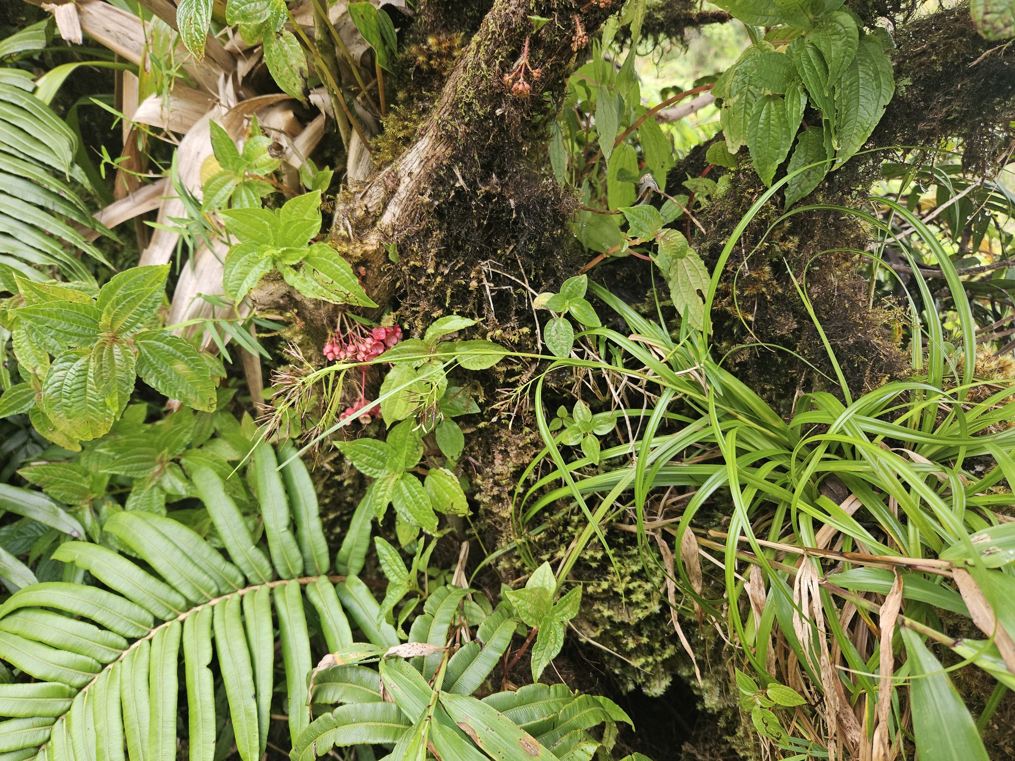 Rhynchospora longiflora