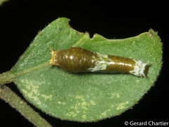 Papilio polytes romulus